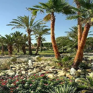 Palm &